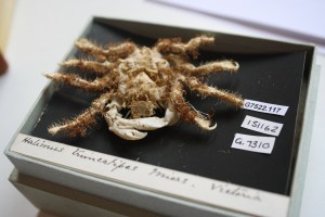 Halimus Truncatipes 1