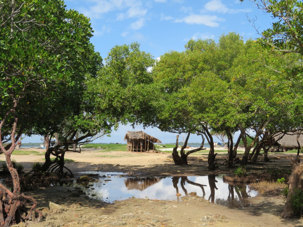 How does mangrove carbon offset&nbsp;work?