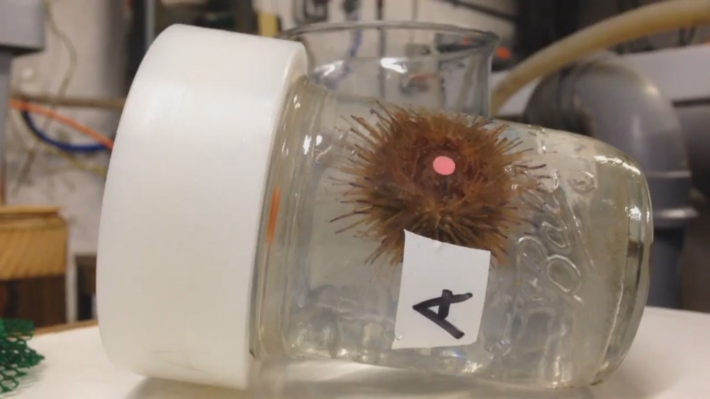 Sea urchin respirometry