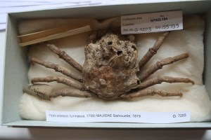 Hyas Araneus 1