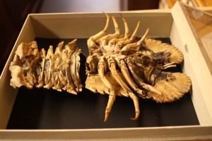 Ibacus Antarcticus 2